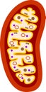Structure of mitochondrion